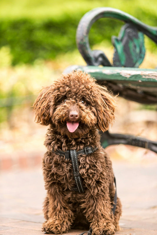 Doggo Diaries: Traveling with My Furry Best Friend
